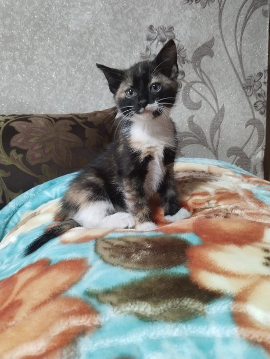 Котята бесплатно