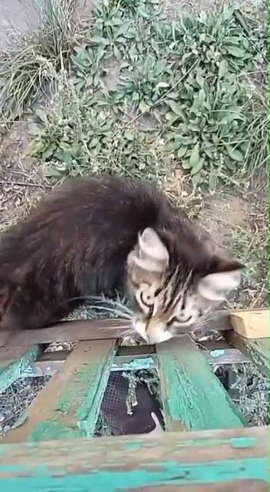 Появился котенок. Чей?