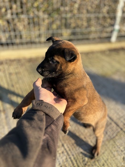 Белгийска овчарка (малиноа)