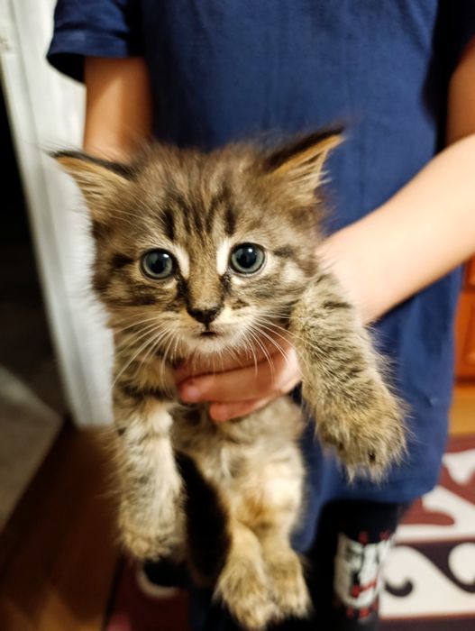 Отдам котенка в добрые руки