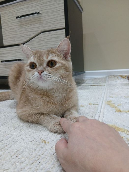 Chinchilla mushuk 1ga kirgan