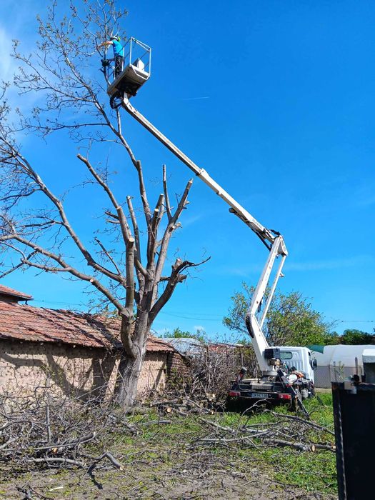 Рязане, кастрене и премахване на опасни и високи дървета