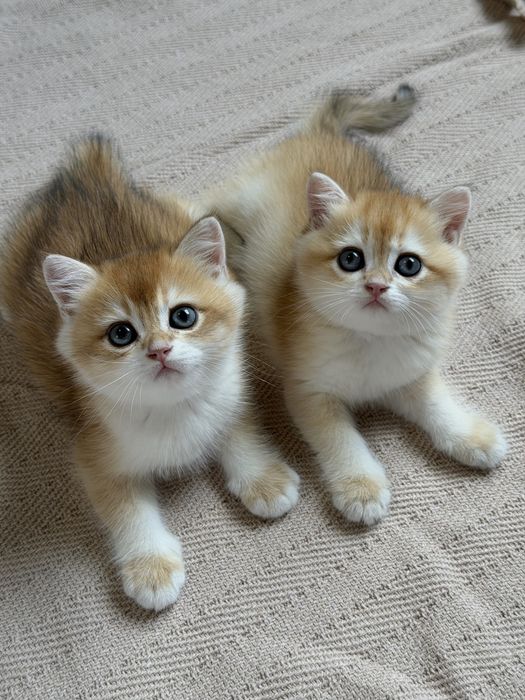 British Shorthair Golden Shaded ny12