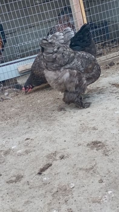 Хонаки товуклар тухумлари