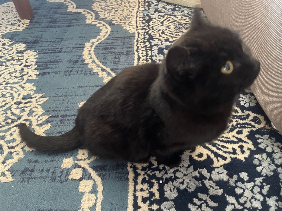 Подросший коотенок в добрые руки