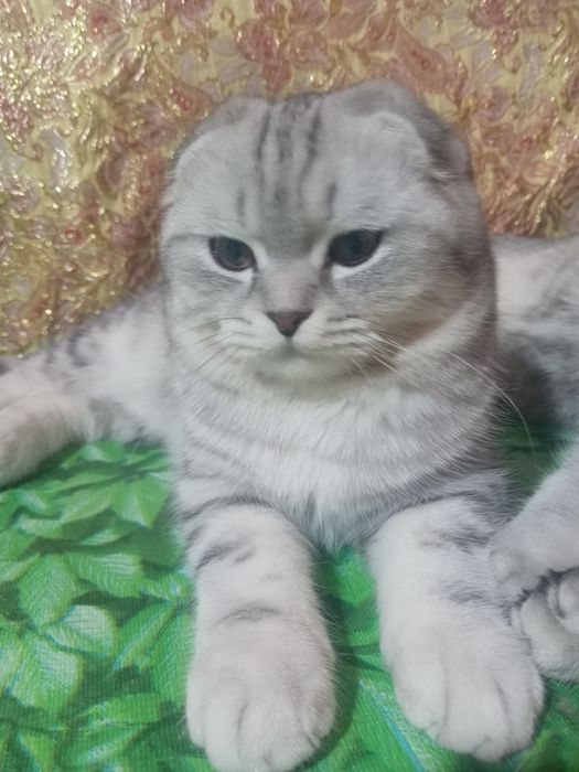 Вияска шиншилла сотилмайди