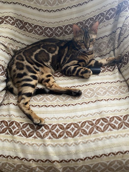 бенгальская кошка