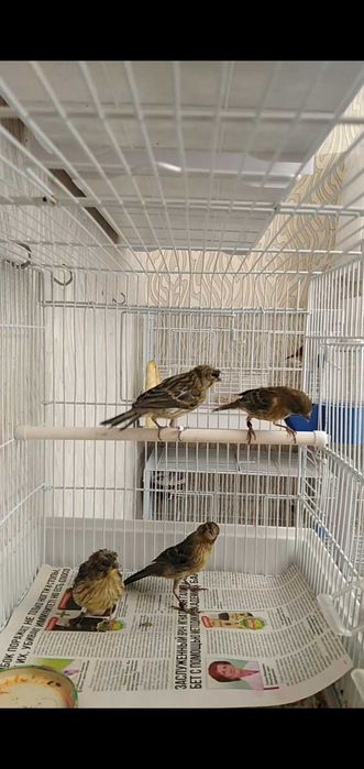 Канарейки певчие