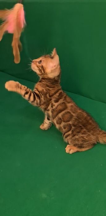 Бенгалы лучшие из лучших