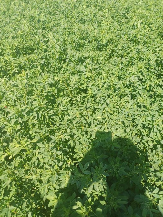Baloti de lucerna, productie 2026