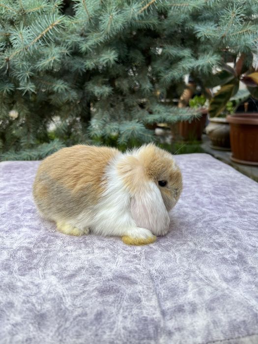 карликовые кролики