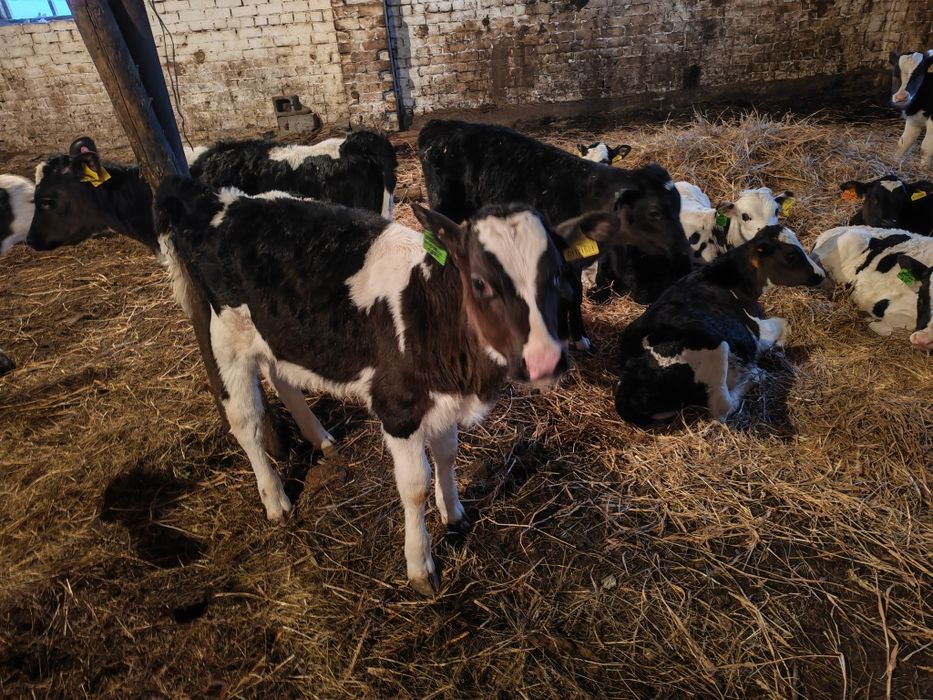 Продам телёнка бычка