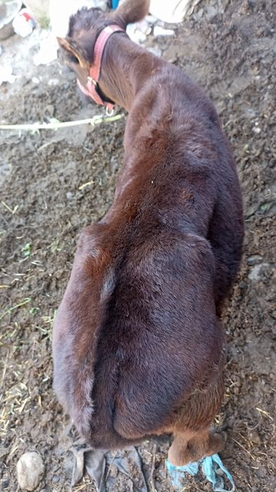 Ona bola sigir sotiladi