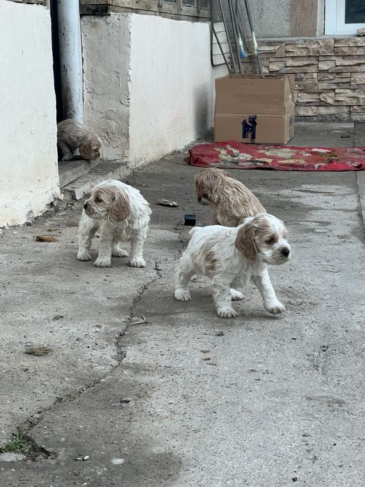 Англиский спаниель