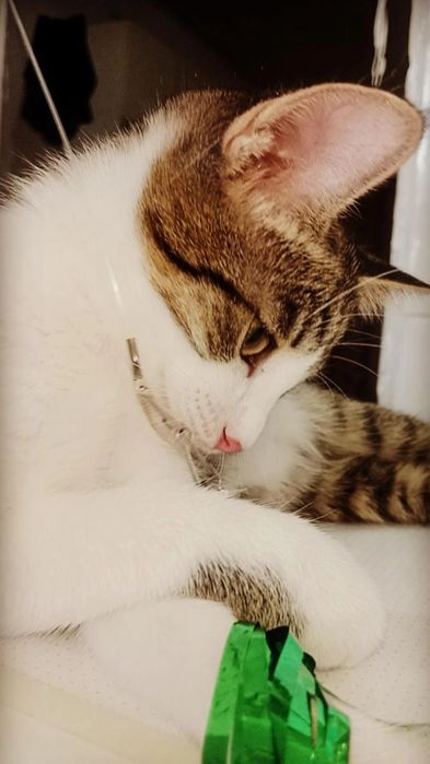 Привитый котёнок в доюрые руки. Юла