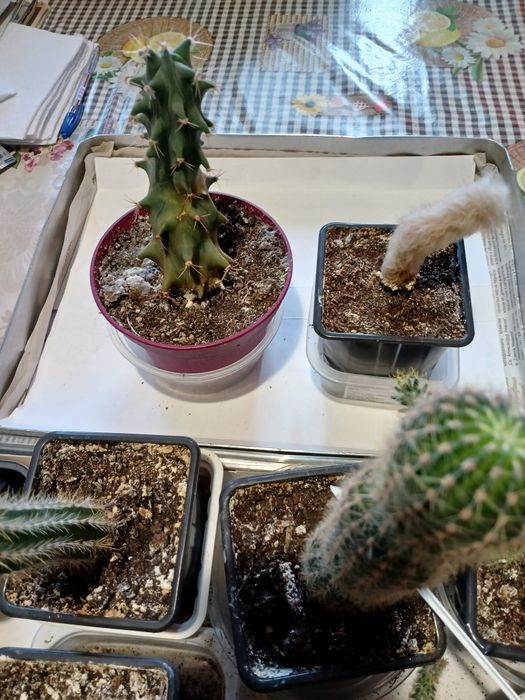 Красиви  малки кактуси