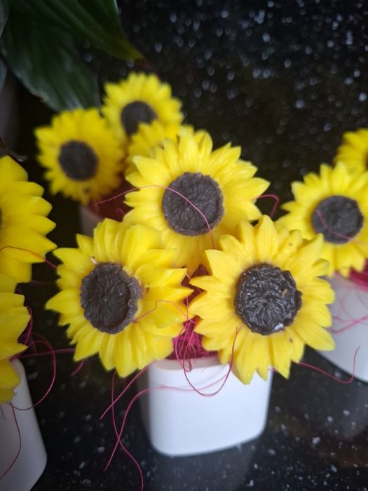 Слънчогледи в кашпа