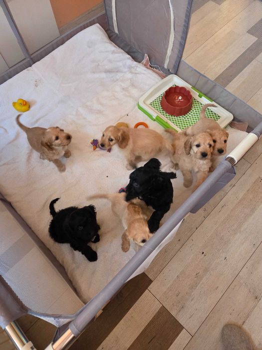 Кучета за трюфел