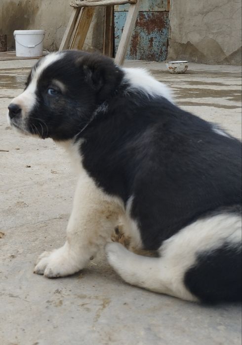 Щенок Алабая, мощный. (Девочка)