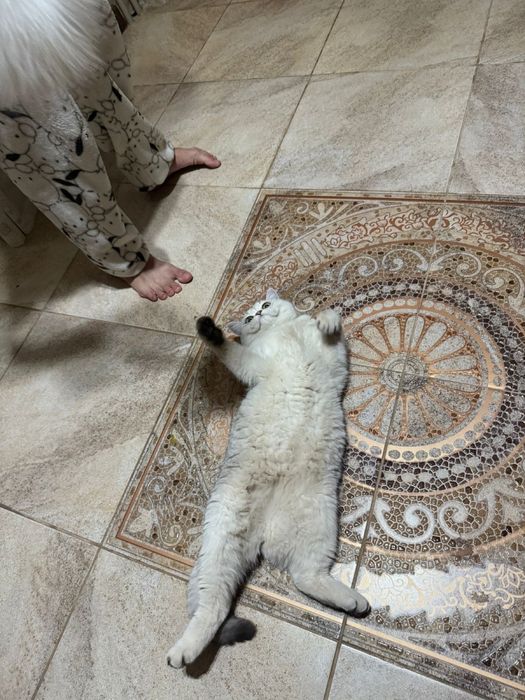 Продается шиншила