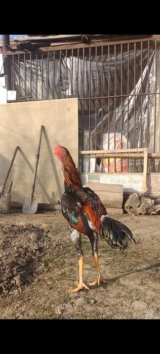 Дакан Китай корейц