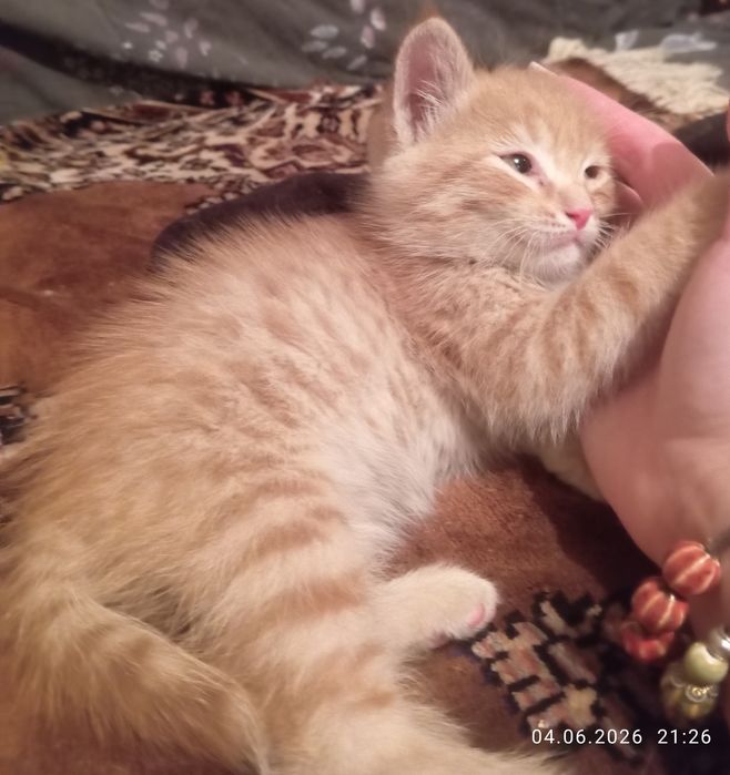 Самые булочки- котятки