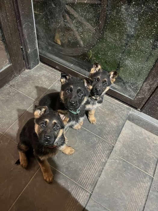 Немска овчарка,малки на два и половина месеца