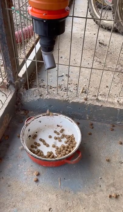 Pentru Caței,pisici, un Hranitor automat(H-1 G)cu programator