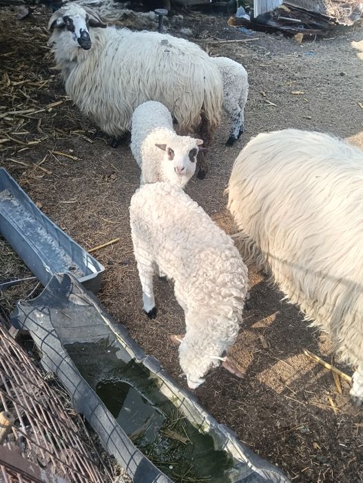 Două oi țurcane și doi berbecuți