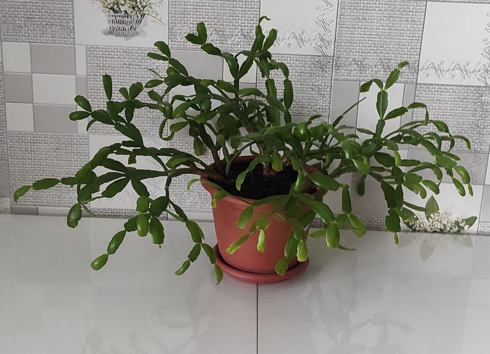 Продам комнатные цветы.