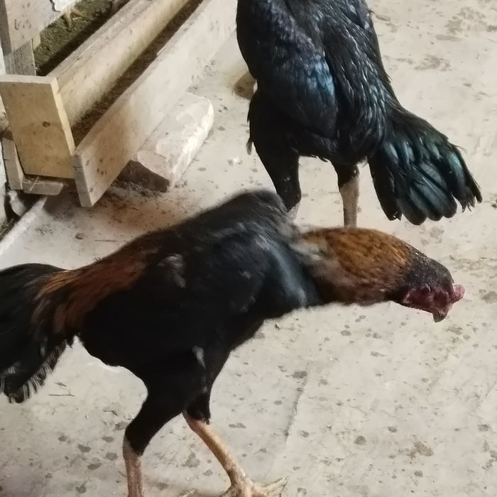 Продам дакана хороших кровей