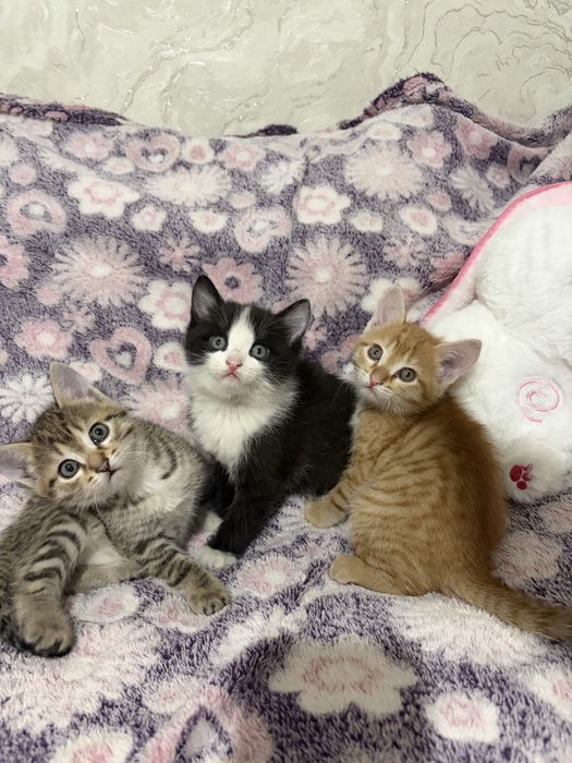 Котята мальчики в добрые руки
