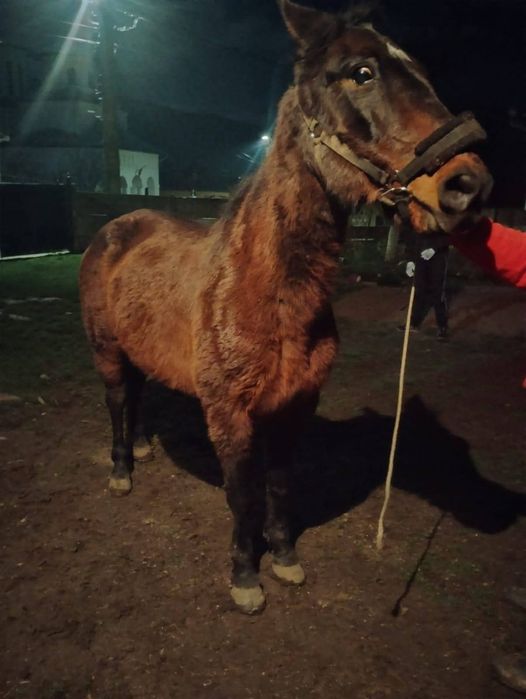 Vând o iapa de 10 ani cuminte și garantată fără defecte și un mânz