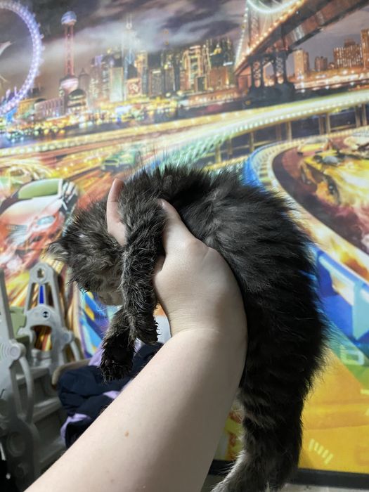 Отдам даром двух котенков очень ласковые и игрывые