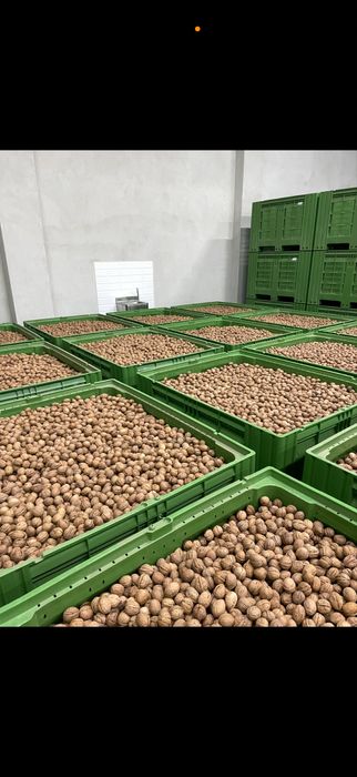 Nuci in coaja cerificate ecologic