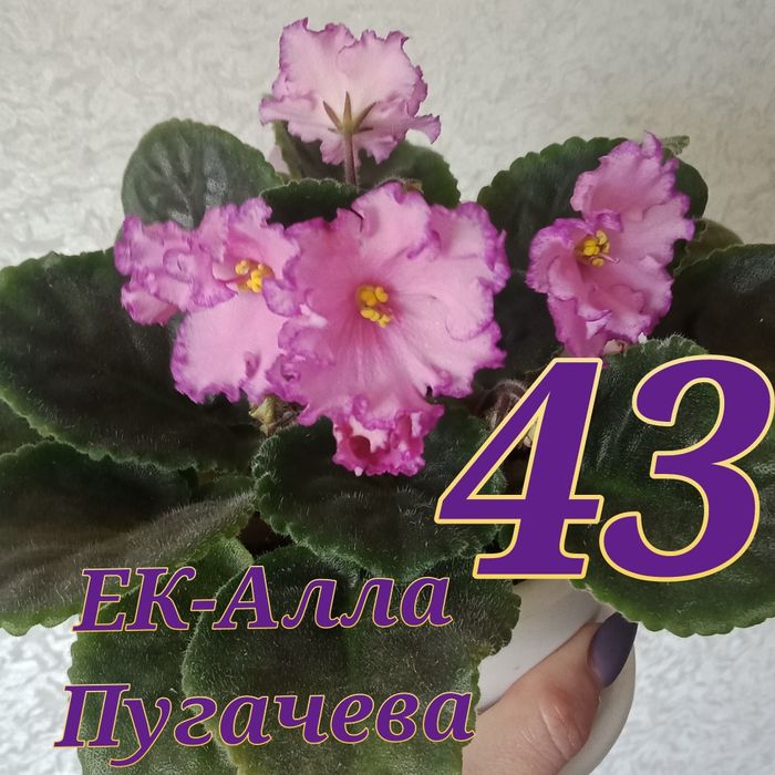 Продам сортовые фиалки