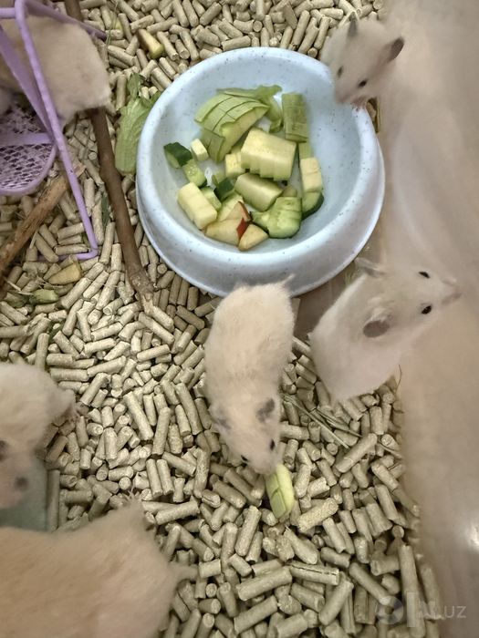 Продаются хомяки детеныши