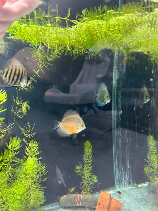 Продам аквариумные растения и рыбок