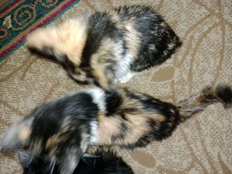 Котята трехцветные срочно бесплатно
