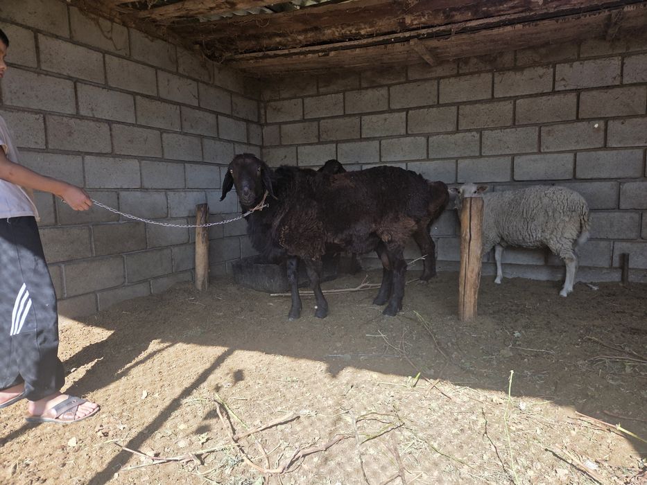 Кошкар едильбайской породы