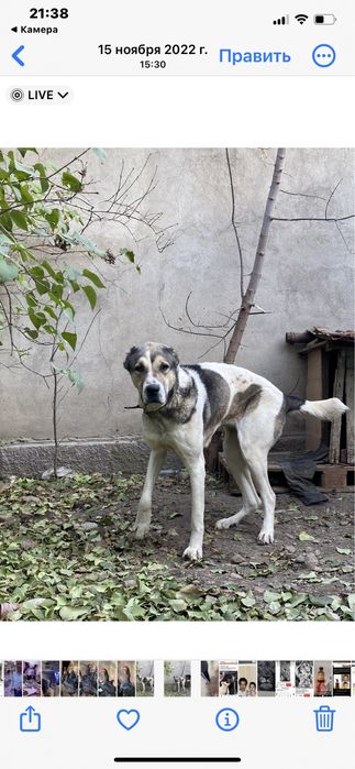 Прадам Алабай