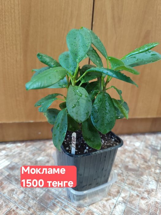 Фикусы  микрокарпа мокламе