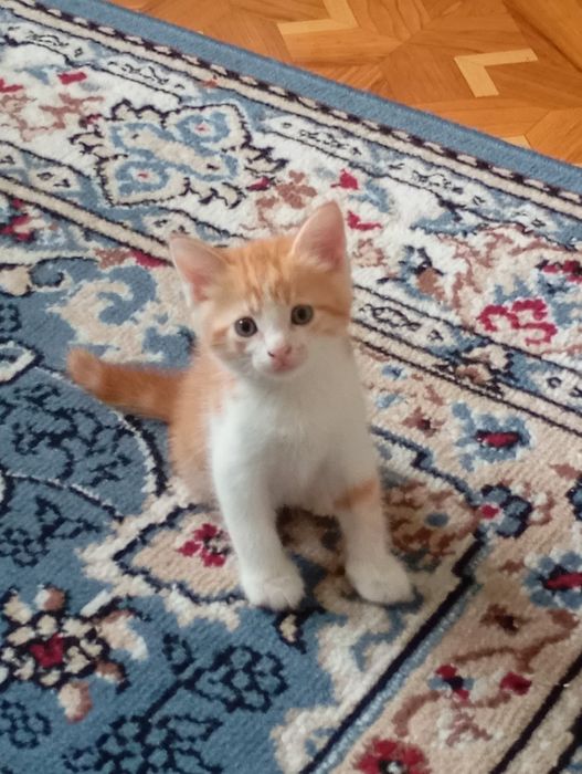 Отдам котят в хорошие руки