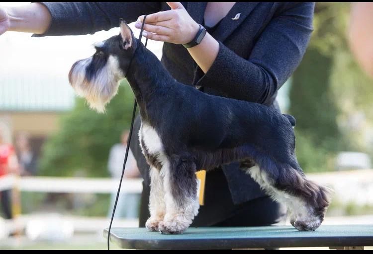 Продаётся щенок ЦВЕРГШНАУЦЕР