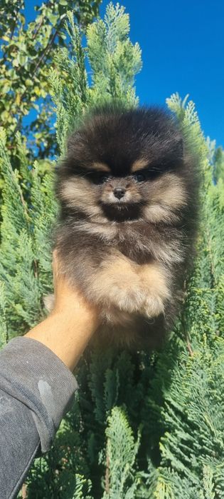 Померан мини померанче