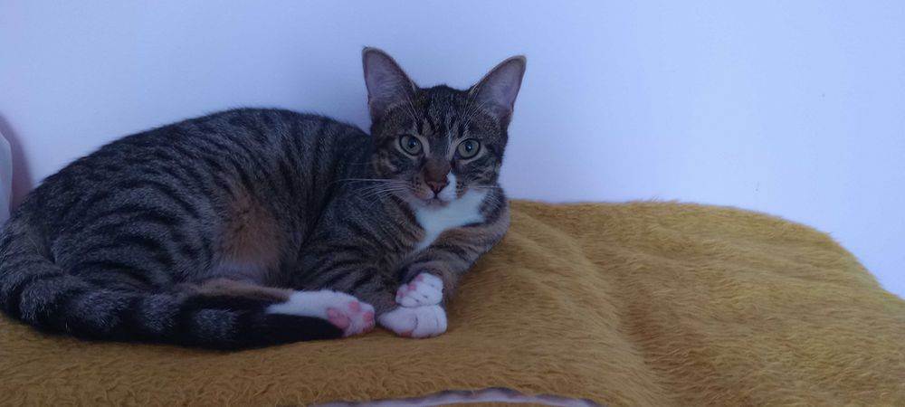 Котенца на 7 месеца търсят дом.