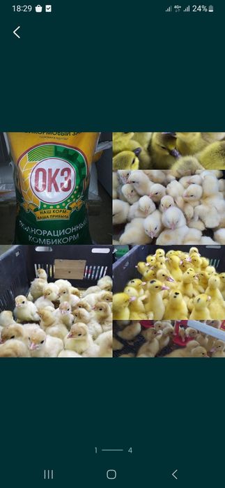 Комбикорм Цыплята утята гусята индюшата муларды