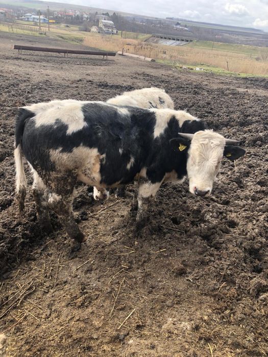 Vand :14 taurii cu varsta de 1 an in jur de 280-320kg buc