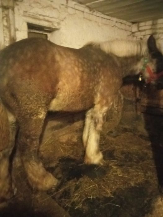 Vând doi mânji din cai grei