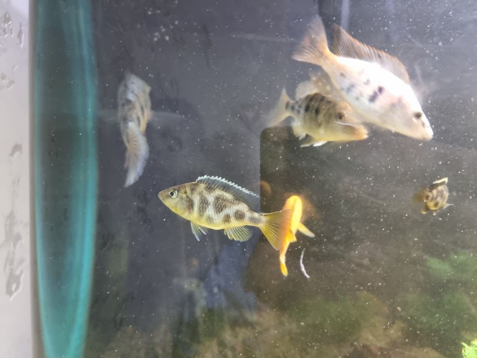 Продам рыбок не дорого